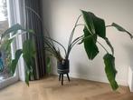 Strelitzia Nicolai kamerplant, Ophalen, 200 cm of meer, Overige soorten, Volle zon