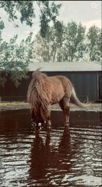 2 lieve shetlander te koop., Dieren en Toebehoren, Pony's, Merrie, Niet van toepassing, A pony (tot 1.17m), 7 tot 10 jaar