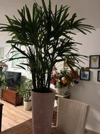 Prachtige palm, Huis en Inrichting, Kamerplanten, Ophalen, Halfschaduw