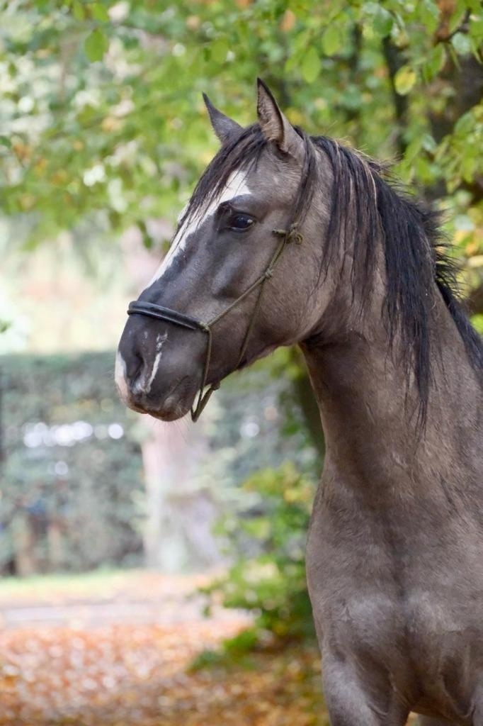 Uniek: Criollo ruin 4,5 jaar, Dieren en Toebehoren, Paarden, Ruin, Onbeleerd, Minder dan 160 cm, 3 tot 6 jaar, Recreatiepaard