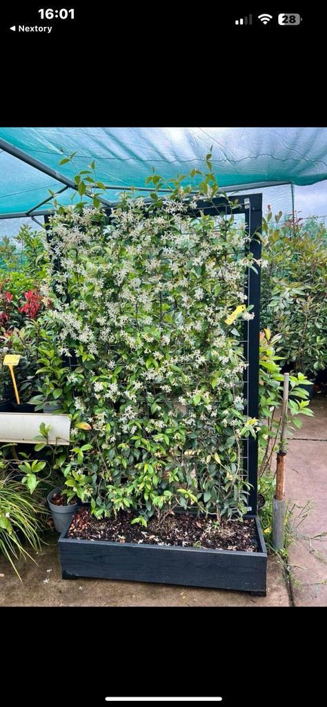 Toscaanse jasmijnen, mooie bloeiende haag 100/125 t/m250/300, Tuin en Terras, Planten | Struiken en Hagen, Overige soorten, 100 tot 250 cm