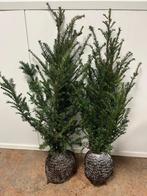 Taxus Baccata, AANBIEDINGINGEN!, Ophalen, Taxus, Haag, Minder dan 100 cm