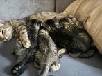 4 kittens, Dieren en Toebehoren, Katten en Kittens | Raskatten | Korthaar, Meerdere dieren, 0 tot 2 jaar