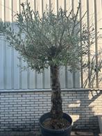 Stoere olijfboom!, Tuin en Terras, Planten | Bomen, Bloeit niet, 100 tot 250 cm, Olijfboom, Ophalen