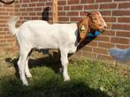 Boergeit bokje van 27-04-2025, Dieren en Toebehoren, Schapen, Geiten en Varkens, Mannelijk, Geit, 0 tot 2 jaar