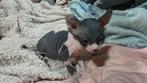 Elf Sphynx kittens, Dieren en Toebehoren, Katten en Kittens | Raskatten | Korthaar, Meerdere dieren, Gechipt, 0 tot 2 jaar