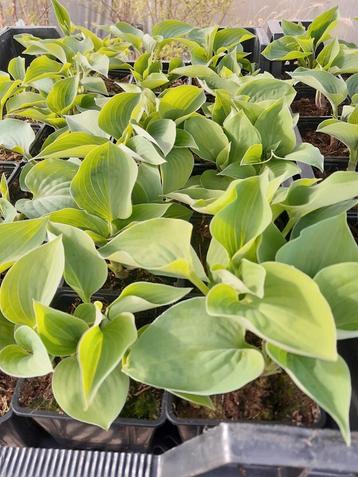 Mooie hosta planten 1 euro per stuk  beschikbaar voor biedingen