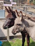 2 lieve ezel merries ter overname, Dieren en Toebehoren, Overige Dieren, Vrouwelijk