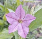 Nicotiana ' Sensation mix'  zaden, Tuin en Terras, Bloembollen en Zaden, Ophalen of Verzenden, Voorjaar, Volle zon, Zaad