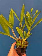 Orchidee Cattleya Caleidoscoop p12 (4), Huis en Inrichting, Kamerplanten, Ophalen of Verzenden, Halfschaduw, Minder dan 100 cm