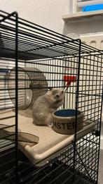 Hamster, Dieren en Toebehoren, Knaagdieren en Konijnen | Hokken en Kooien, Minder dan 60 cm, Kooi, Minder dan 75 cm, Ophalen of Verzenden