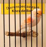 Rood mozaïek kanarie man, Dieren en Toebehoren, Vogels | Kanaries, Mannelijk, Kleurkanarie