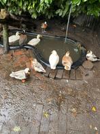 Kwakers en koopeeenden, Dieren en Toebehoren, Pluimvee, Meerdere dieren, Eend