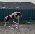Gave silver bay bonte tinker hengstveulen van mei 2024, Dieren en Toebehoren, Paarden, Hengst, Minder dan 160 cm, Dressuurpaard