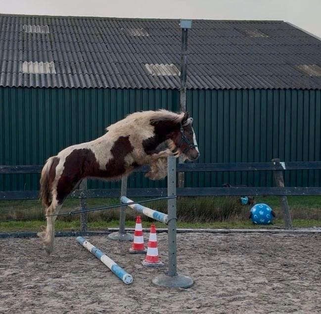 Gave silver bay bonte tinker hengstveulen van mei 2024, Dieren en Toebehoren, Paarden, Hengst, Minder dan 160 cm, 0 tot 2 jaar