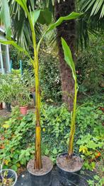 Winterharde Bananenplant Musa Basjoo, Ophalen, Overige soorten, Halfschaduw, In pot