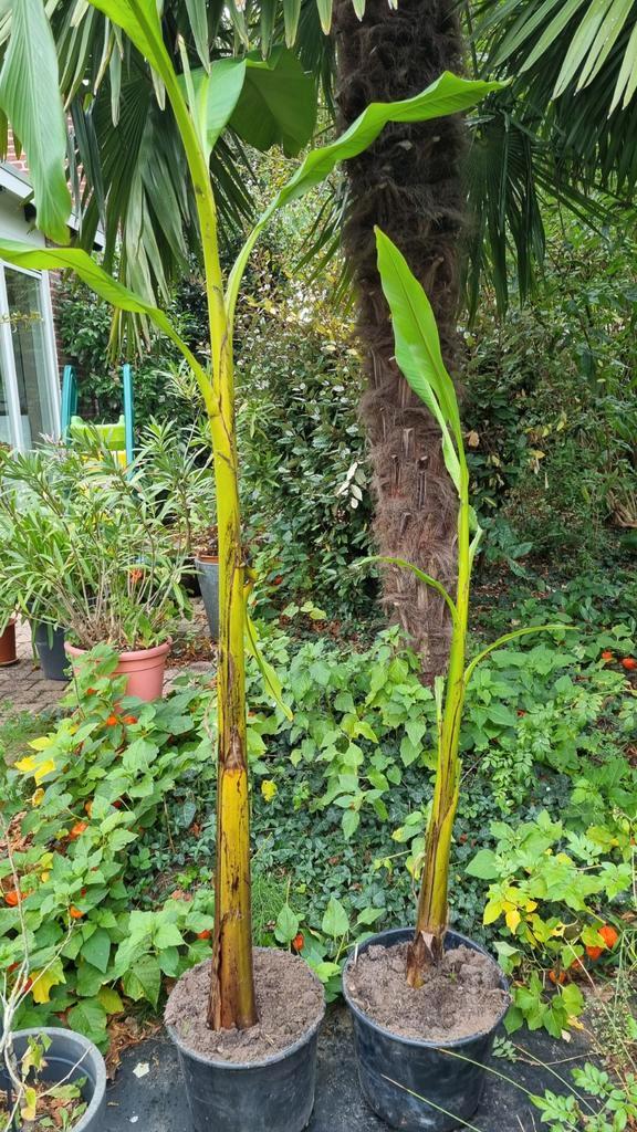 Winterharde Bananenplant Musa Basjoo, Huis en Inrichting, Kamerplanten, Overige soorten, Minder dan 100 cm, Groene kamerplant