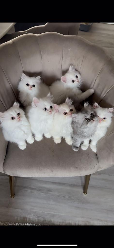 7 Perzische kittens - 9 weken oud - te reserveren, Dieren en Toebehoren, Katten en Kittens | Raskatten | Langhaar, Meerdere dieren