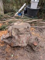 Berkenboom,Boomstronk,Gratis,Openhaardhout, Haardhout, Minder dan 3 m³, Ophalen, Berkenhout, Stammen