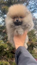 ✨ Pomeranian, Particulier, Rabiës (hondsdolheid), 8 tot 15 weken, Buitenland