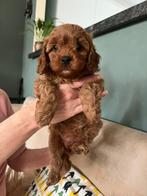 Cavapoo Teefje - Geteste ouders, Nederland, Overige rassen, 8 tot 15 weken, Teef