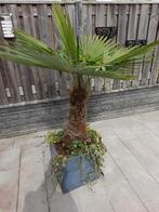 winter harde palm, Tuin en Terras, Planten | Bomen, Volle zon, Ophalen of Verzenden, Palmboom, 100 tot 250 cm