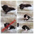 Maine Coon Kittens, Meerdere dieren, Ontwormd, 0 tot 2 jaar