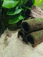 Synodontis lucipinnis, Dieren en Toebehoren, Vissen | Aquariumvissen, Vis