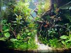 Aquarium Dennerle Nano Cube 55 L, Dieren en Toebehoren, Vissen | Aquaria en Toebehoren, Ophalen, Gebruikt, Leeg aquarium
