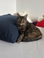 Lieve Binnen Kat Sheba, Dieren en Toebehoren, Katten en Kittens | Overige Katten, Poes, Kortharig, 6 jaar of ouder