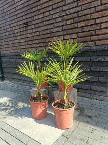 
Trachycarpus takaghii in een 19cm pot, winterhard. beschikbaar voor biedingen