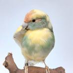 opgezette vogel pastel kakariki taxidermy taxidermie, Ophalen of Verzenden, Vogel, Opgezet dier