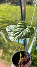 Philodendron majestic plantje, Huis en Inrichting, Kamerplanten, Ophalen of Verzenden