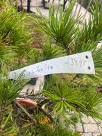 Pinus mooie groen blijvende boom nu voor €29,95, Ophalen of Verzenden, Overige soorten