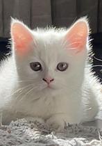 3 Lieve Perzische langhaar kittens te koop, Dieren en Toebehoren, Katten en Kittens | Overige Katten, Meerdere dieren, Langharig