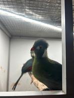 Mooi koppel witwang toerakos, Dieren en Toebehoren, Meerdere dieren, Parkiet, Geringd