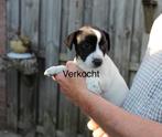 Jack Russel pups, Dieren en Toebehoren, Honden | Jack Russells en Terriërs, Rabiës (hondsdolheid), Jack Russell Terriër, 8 tot 15 weken