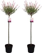 Salex Hakura Nishiki, Tuin en Terras, 100 tot 250 cm, Zomer, Ophalen, Volle zon