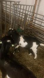 Te koop gevraagd  Bonte. Bok zonder horens, Dieren en Toebehoren, Schapen, Geiten en Varkens, Mannelijk, Geit