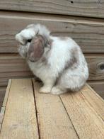 Choco magpie minilop ram, Dieren en Toebehoren, Konijnen, Mannelijk, Dwerg, Hangoor, 0 tot 2 jaar