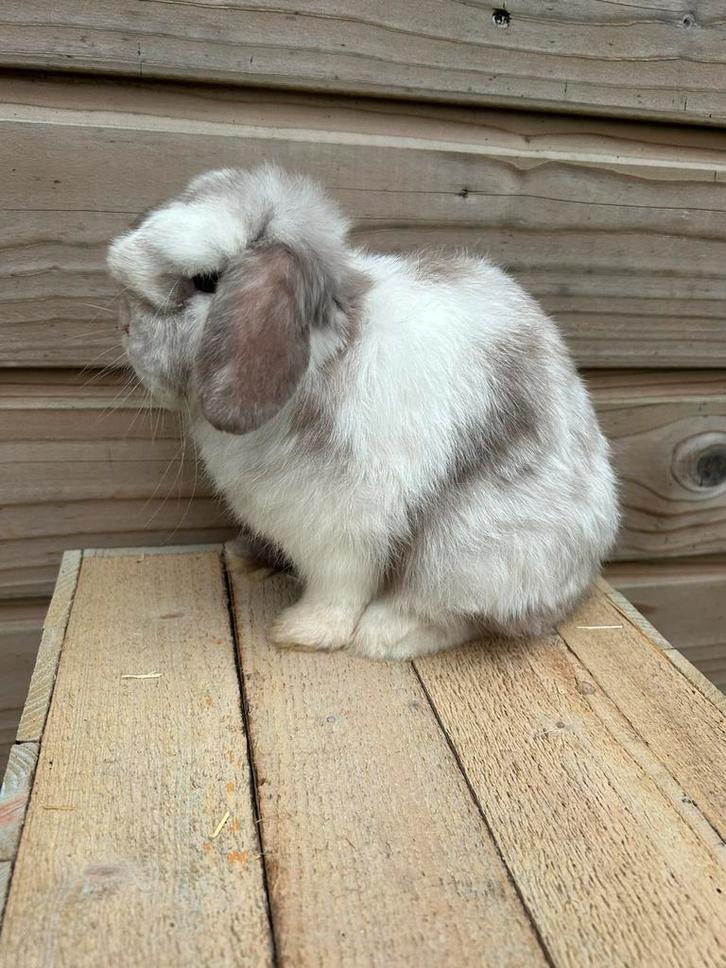Choco magpie minilop ram, Dieren en Toebehoren, Konijnen, Dwerg, Mannelijk, 0 tot 2 jaar, Hangoor