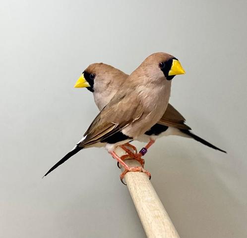 Maskeramadines koppels, Dieren en Toebehoren, Vogels | Overige Vogels, Tropenvogel, Meerdere dieren