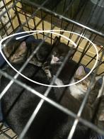 Lieve Europese korthaar kittens te koop, Dieren en Toebehoren, Katten en Kittens | Overige Katten, Poes, Kortharig