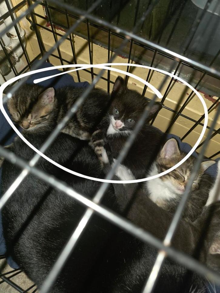 Lieve Europese korthaar kittens te koop, Dieren en Toebehoren, Katten en Kittens | Overige Katten, Kortharig, Poes