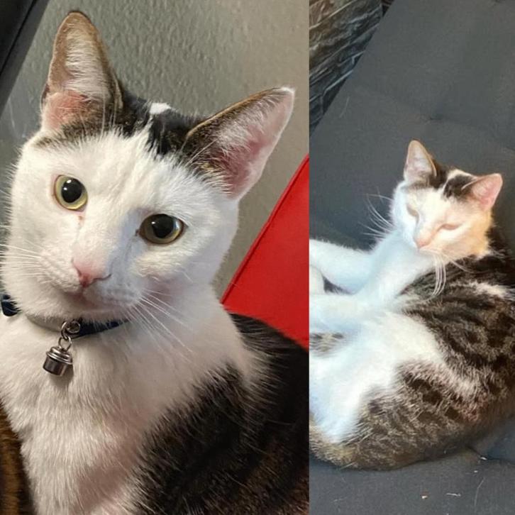 KAT VERMIST! (ROERMOND, LB), Dieren en Toebehoren, Vermiste en Gevonden Dieren, Kat