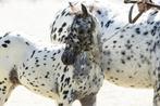Appaloosa Hengst veulen, Dieren en Toebehoren, Pony's