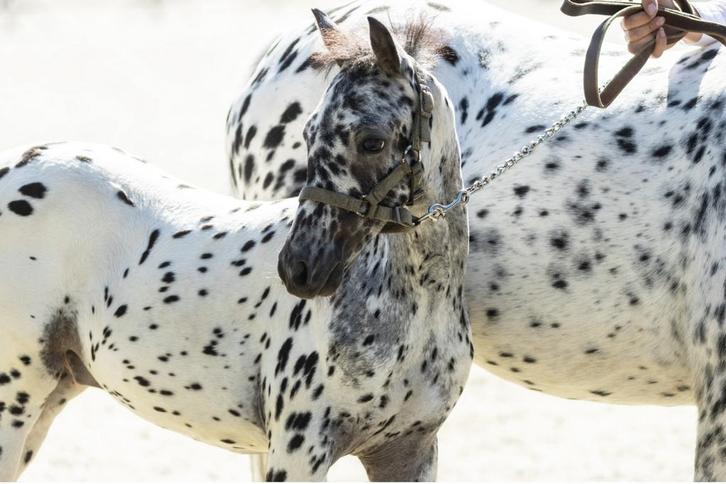 Appaloosa Hengst veulen, Dieren en Toebehoren, Pony's