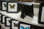 Morpho didius vlinder in lijst, Verzamelen, Dierenverzamelingen, Nieuw, Opgezet dier, Ophalen of Verzenden, Insect