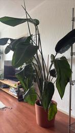 Strelitzia 180 cm, Huis en Inrichting, Kamerplanten, Ophalen, Overige soorten, 150 tot 200 cm
