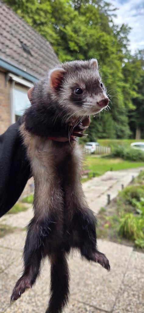Prachtige fretten zusjes Fret fretje fretjes lief zeer tam!, Dieren en Toebehoren, Knaagdieren, Vrouwelijk, Fret, December, Tam
